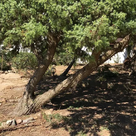 Maria, Serr'e Morus فيلة *